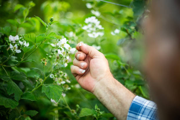 checking blackberry field - blackberry bush plant berry fruit imagens e fotografias de stock