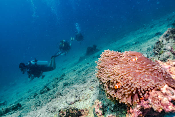 Family on Scuba Diving vacation with Clown fish Bida Nok, Phi Phi Islands, Andaman sea, Thailand - May 24 2019: A Family are scuba diving over a coral reef. In the foreground a Sea Anemone (Hecteractus Magnifica) and Clown fish. They are having fun and enjoying nature. Eco tourism is on the rise with environmentally friendly clients wanting to lower their carbon footprint whilst travelling. Getting away from technology and back to nature restores life balance. scuba diving family stock pictures, royalty-free photos & images