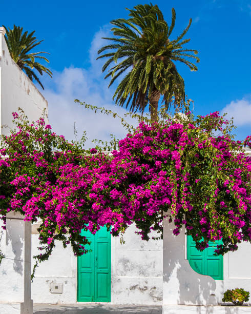 istock Lanzarote, Canary Islands - Haria 1156056343
