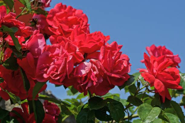istock red rose buds on a bush with green leaves against a blue sky 1156058873