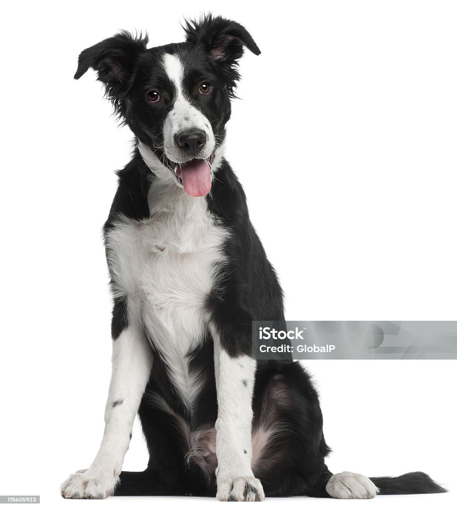 Border Collie cachorro, cinco meses de edad, sentado, fondo blanco. - Foto de stock de Collie libre de derechos