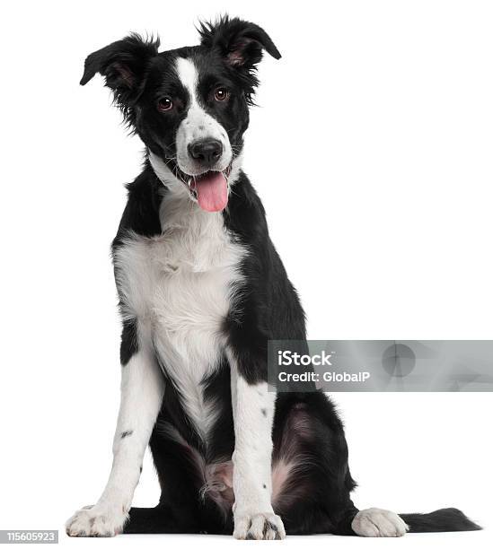 Collie Border Cachorrinho Cinco Meses De Idade Sentado Fundo Branco - Fotografias de stock e mais imagens de Collie