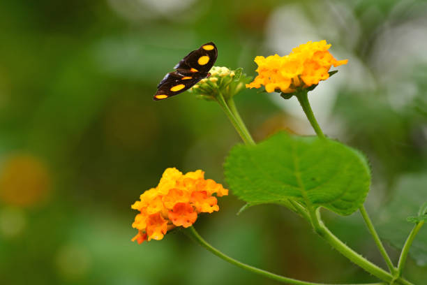 Catonephele numilia ( lot of english name: Grecian shoemaker \nSingle black male tropical butterfly with six orange dots,resting on top of a Lantana flowerhead.