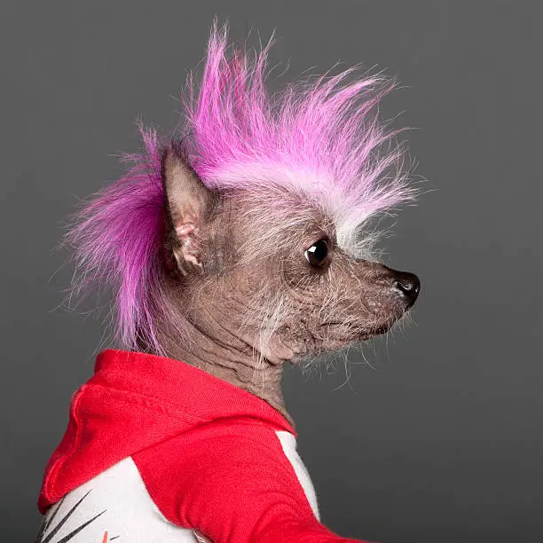 Photo of Close-up of Chinese Crested Dog with pink mohawk, grey background.