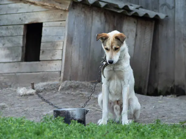 White and ginger big thin sad chained dog sitting outside near dog house and looking down. Dog bowl is next to the dog on the grass. Summer 2019