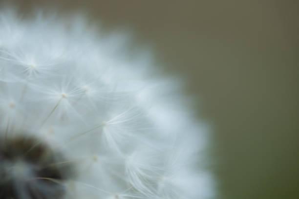 istock White fluffy dandelion flower on a blurred background. 1156060865