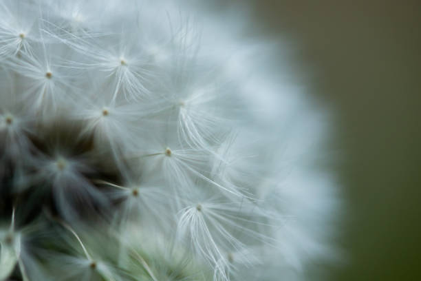 istock White fluffy dandelion flower on a blurred background. 1156060909