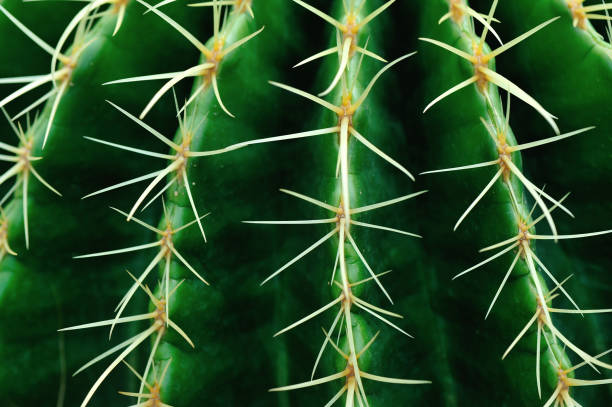 istock Cactus Close Green Succulent Cactus Plant Sharp Spikes 1156061001