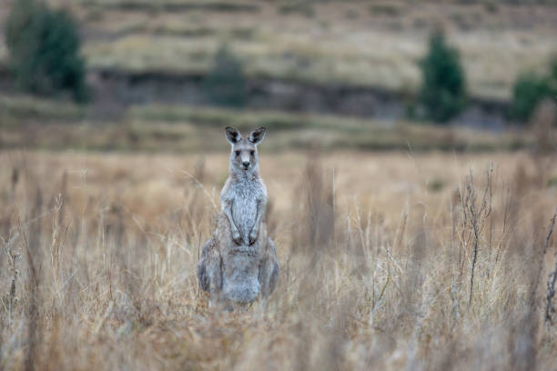 hermosa toma de vida silvestre de un canguro o wallaby de pie en la hierba alta y mirando a la cámara poco después de la puesta del sol. foto tomada en wolgan valley, parte de las montañas azules, cerca de sídney, australia - blue mountains australia sydney australia new south wales fotografías e imágenes de stock