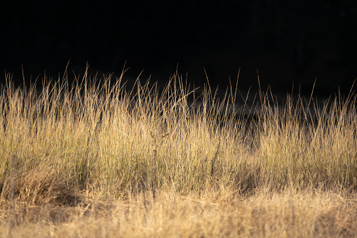 Hierba alta iluminada por los últimos rayos del sol justo antes de la puesta del sol en Wolgan Valley, Blue Mountains, Australia. Fondo muy oscuro, casi negro. photo