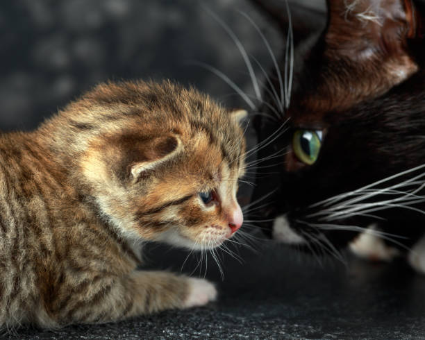 istock black mum cat with little tabby kitten. 1156062433