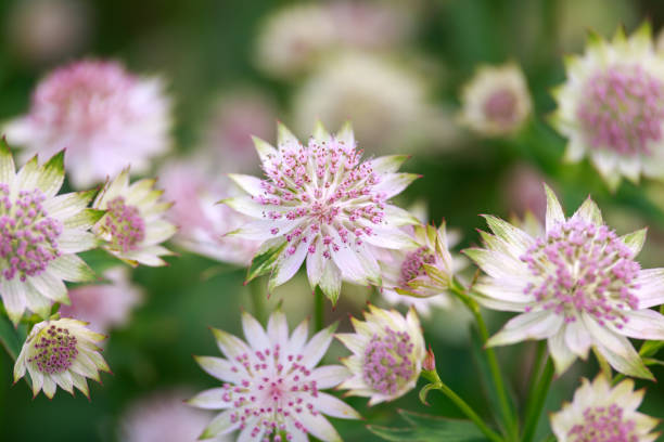 floreciente astrantia mayor rosa lee masterwort en jardín de verano. - major fotografías e imágenes de stock