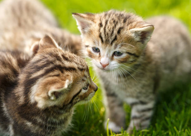 istock Little tabby kittens playing on the grass. 1156062494