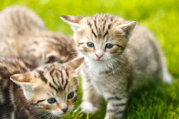 istock Little tabby kittens playing on the grass. 1156063054