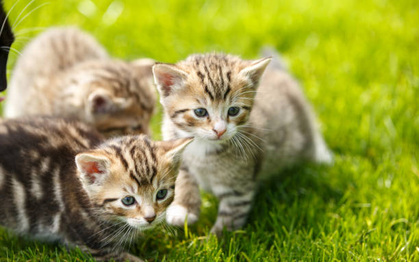 istock Little tabby kittens playing on the grass. 1156063058
