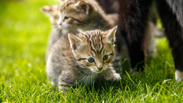 istock Little tabby kittens playing with their cat mother on the grass. 1156063091
