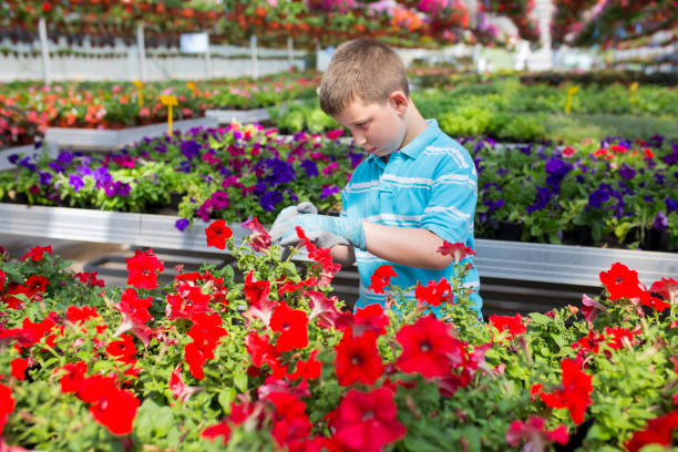 istock Boy in a botanical center, learning about flowers 1156063336