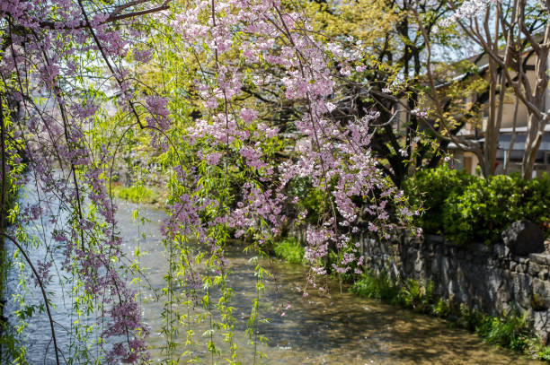 istock Gion Shirakawa, Kyoto, Japan in spring 1156063682