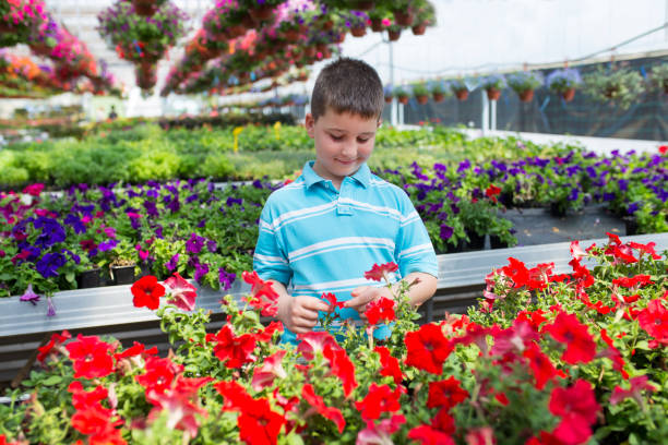 istock Boy in a botanical center, learning about flowers 1156063818