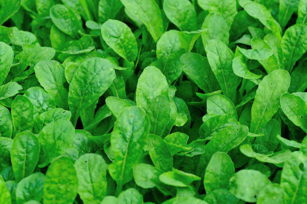 istock Green fresh leafy vegetables in growth at garden 1156063931