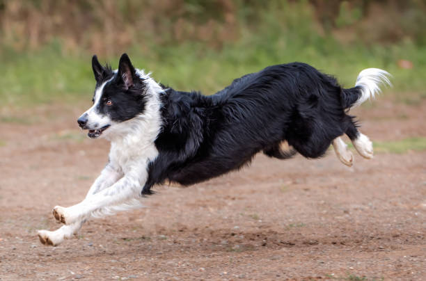 primer plano de un border collie jugando y saltando en un parque natural - collie fotografías e imágenes de stock