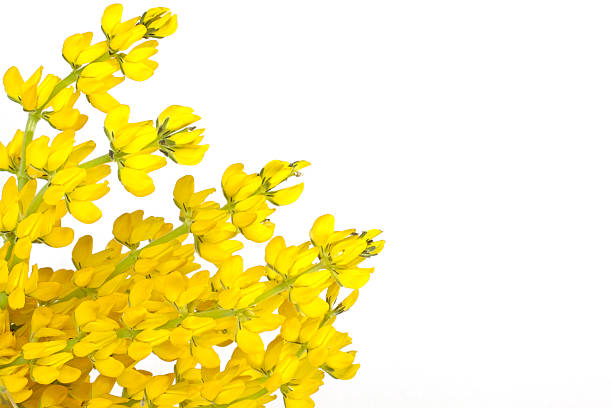 istock Yellow lupine on a white background 115606442