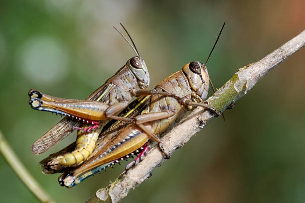 grasshoppers para - locust two animals insect pest zdjęcia i obrazy z banku zdjęć