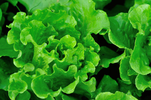 istock Green lettuce plants in growth at field 1156064789