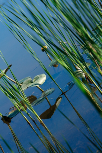 Lily pad reflecting in the water surrounded by cattails or high grass. Late afternoon or early evening light.