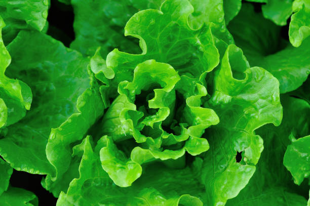 istock Green lettuce plants in growth at field 1156064975