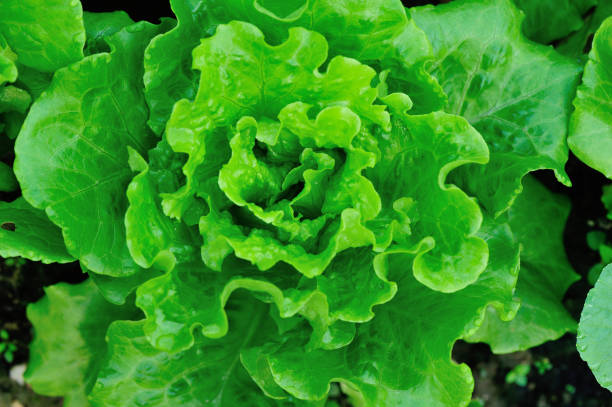 istock Green lettuce plants in growth at field 1156065019