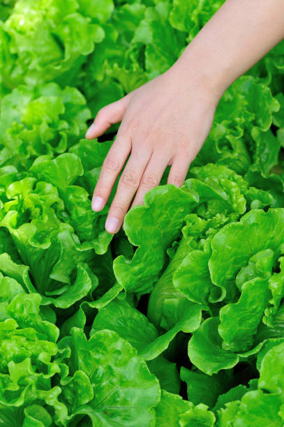 istock Hand picking green lettuce in vegetable garden 1156065411
