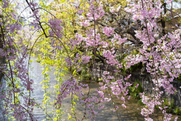 istock Gion Shirakawa, Kyoto, Japan in spring 1156065970