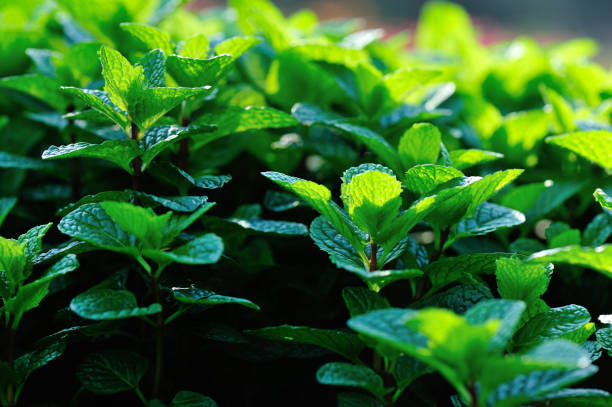 istock Mint plant growing at vegetable garden 1156066182
