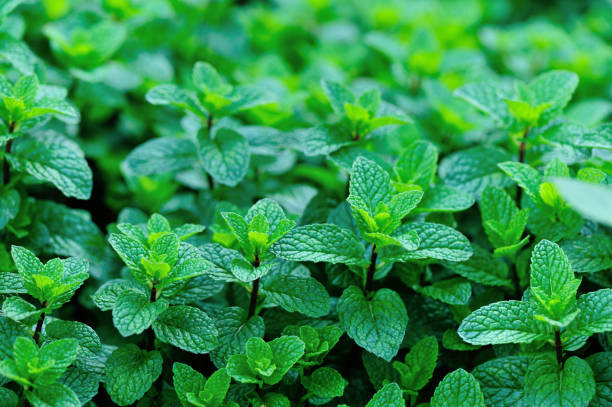istock Mint plant growing at vegetable garden 1156066262