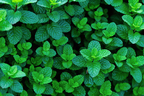 istock Mint plant growing at vegetable garden 1156066289