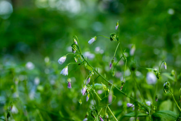 violet bells flowers campanula rotundifolia harebel macro in forest - finland bluebell campanula summer imagens e fotografias de stock