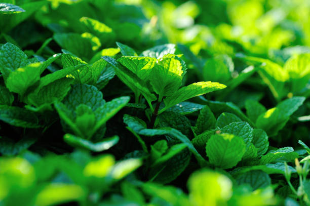 istock Mint plant growing at vegetable garden 1156066340