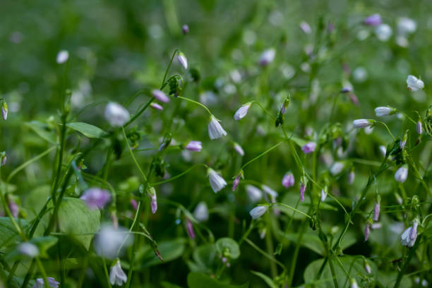 violet bells flowers campanula rotundifolia harebel macro in forest - finland bluebell campanula summer imagens e fotografias de stock