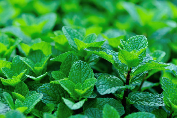 istock Mint plant growing at vegetable garden 1156066364
