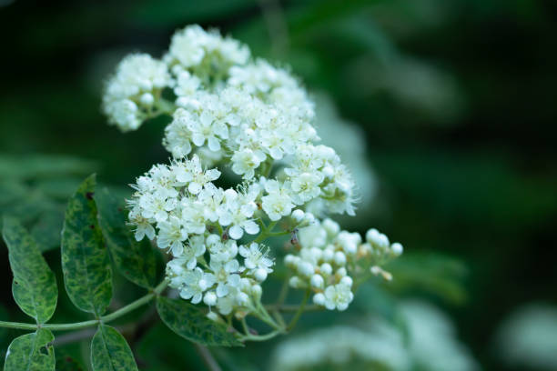 istock White flowers of the rowan tree in forest 1156066621