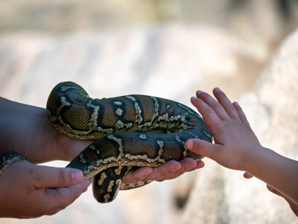 istock Kids Touching a Snake's Skin 1156067257