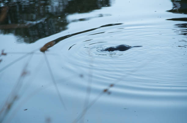 istock Wild platypus swimming in a pond 1156067367