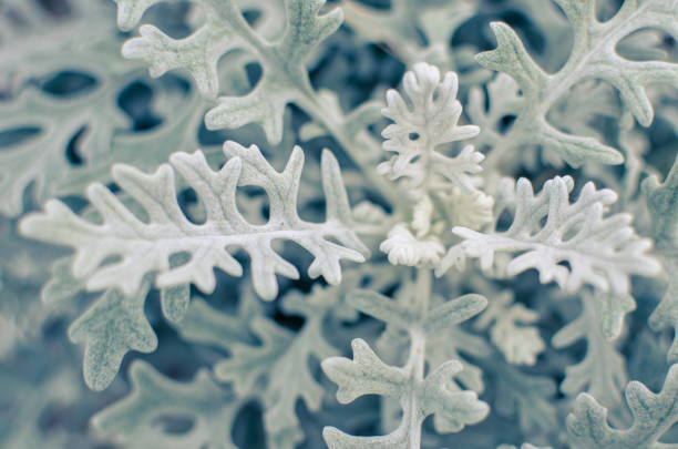istock Gray soft eaves of Centaurea cineraria plant 1156067397