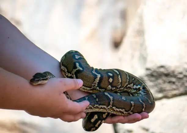 Photo of Zoo Keeper Holding a Snake