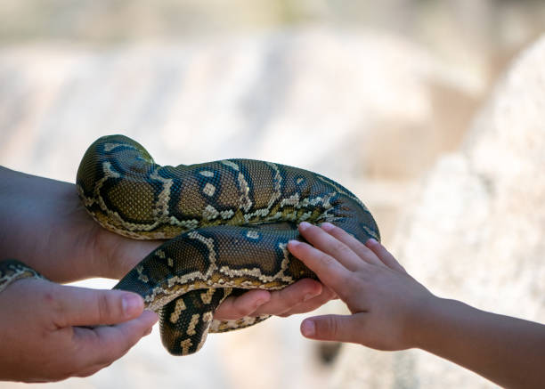 istock Kids Touching a Snake's Skin 1156067465