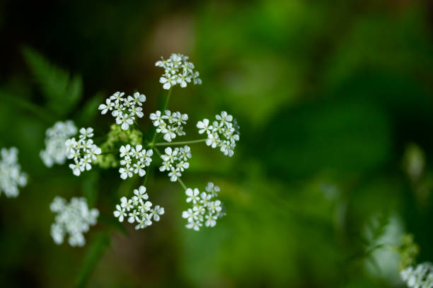 Macro of tiny white cow parsley flowers, selective focus with bokeh background. also known as wild chervil. Macro of tiny white cow parsley flowers, selective focus with bokeh background. also known as wild chervil. cow parsley stock pictures, royalty-free photos & images