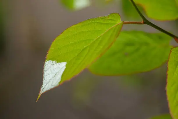 White and green leaves of creeper Actinidia kolomikta or variegated-leaf hardy kiwi.