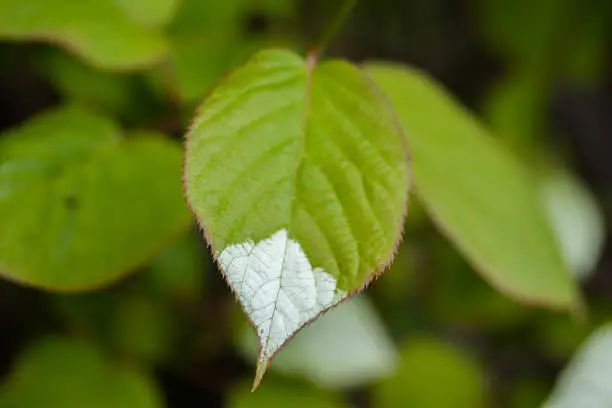 White and green leaves of creeper Actinidia kolomikta or variegated-leaf hardy kiwi.
