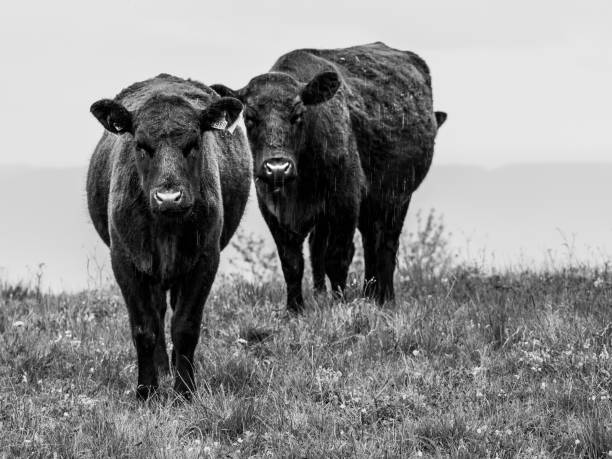 istock Two staring cows in the Carpathian mountains in the rain on the grass 1156071048